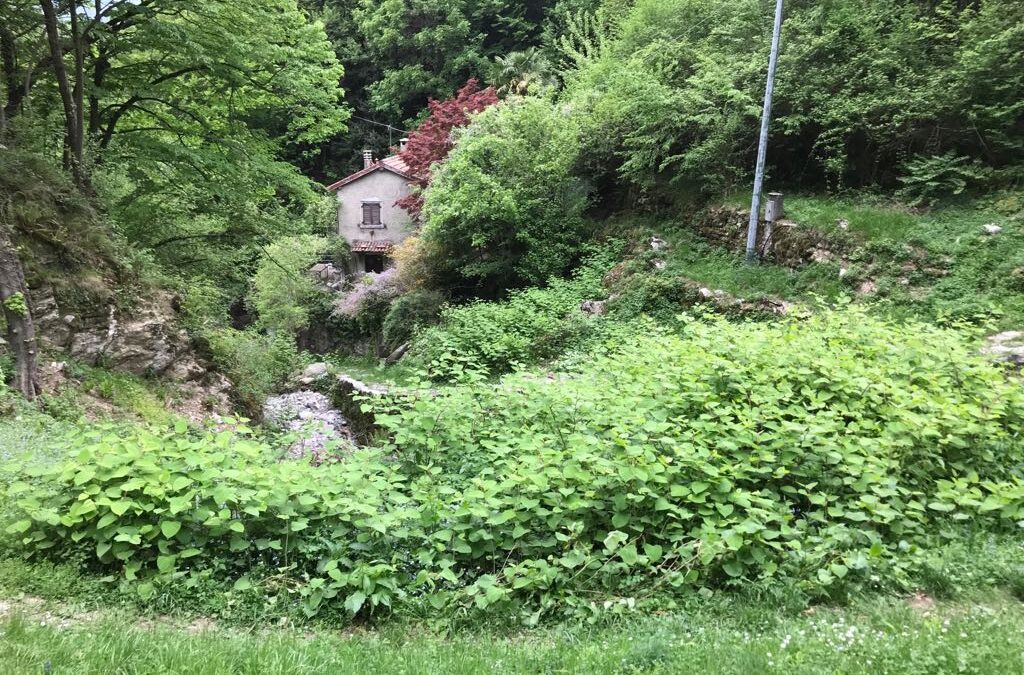 Invasione di Poligono del Giappone sui Monti di Blevio