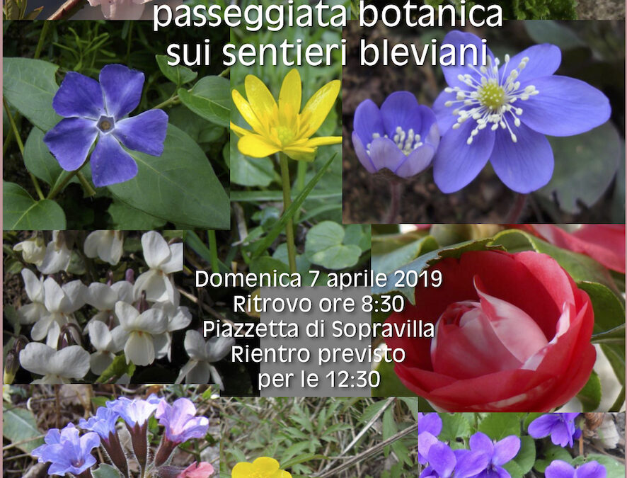 Passeggiata botanica sui sentieri bleviani